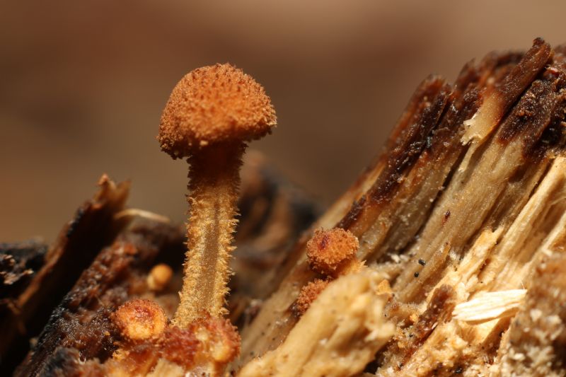 Fungo da identificare 4